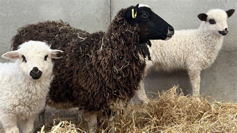 Dorset's Farmer Palmer's welcomes rare lambs after ewe jumps pen - BBC News