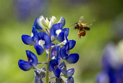 Exciting Adventures Await You in Lampasas, in the Texas Hill Country