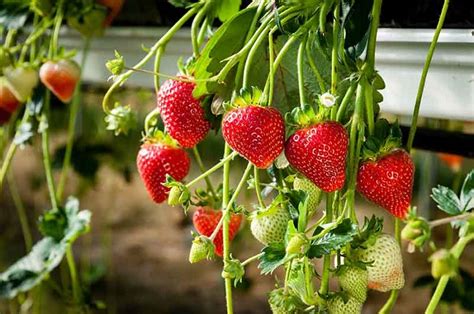 How to grow hydroponic strawberries? - Alices Wonderland Nursery