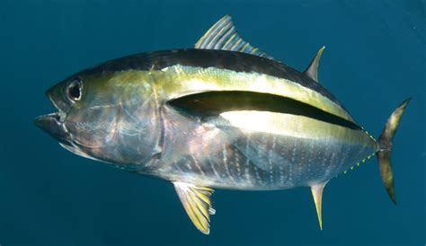 All About the Yellowfin Tuna Fish: A Wild and Mysterious Creature ...