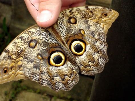 Owl Moth | Owl eyes, Moth, Owl