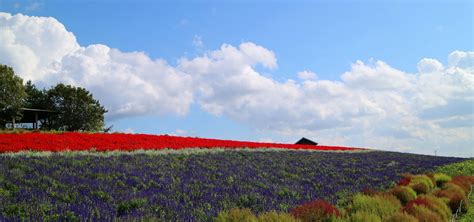 Shin Furano Prince Hotel - Official website