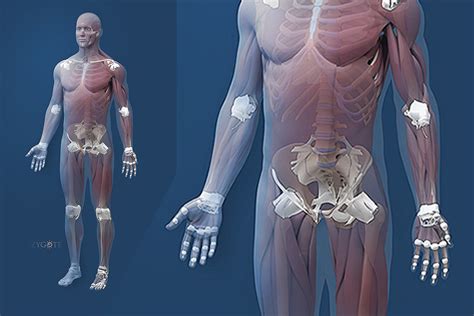 Male Muscle Anatomy 3D Model