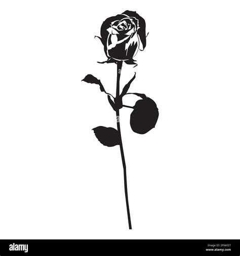 Rose flower black silhouette, vector illustration. Blooming garden flower Stock Vector Image ...