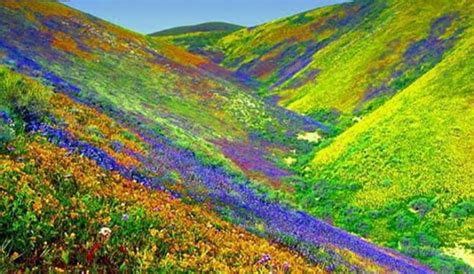 death valley superbloom - The Adventures of Accordion Guy in the 21st ...