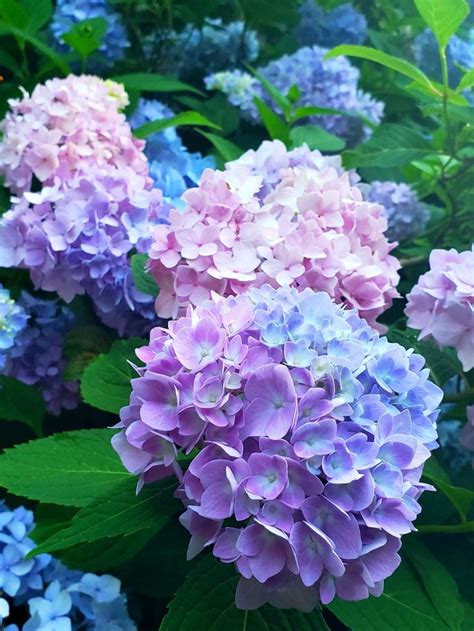 Pin by caitlyn on Hydrangeas | Flowers photography, Blue hydrangea flowers, Peonies and hydrangeas