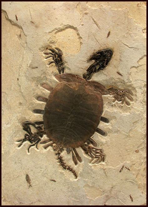 A Spectacular 50 Million Year old Fossil Turtle Fossil turtles from the ...