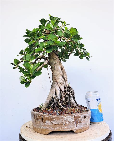 Green Island Ficus - Specimen Bonsai - 12 inch pot – BryanLovesBonsai