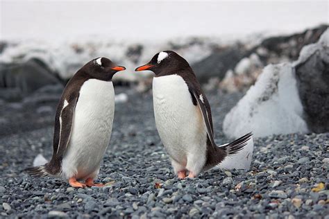 Penguins are flightless birds?