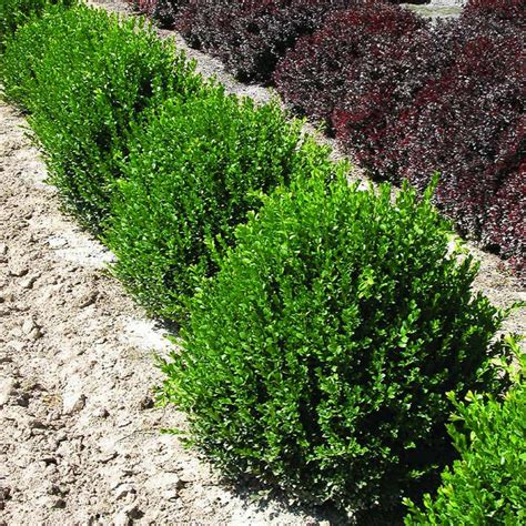 Green Velvet Boxwoods for Sale – FastGrowingTrees.com