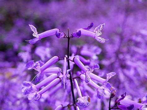 Mona Lavender | Mona Lavender at Cameron highlands | Tin Man | Flickr