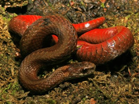 The Red-Bellied Snake | Finger Lakes Land Trust