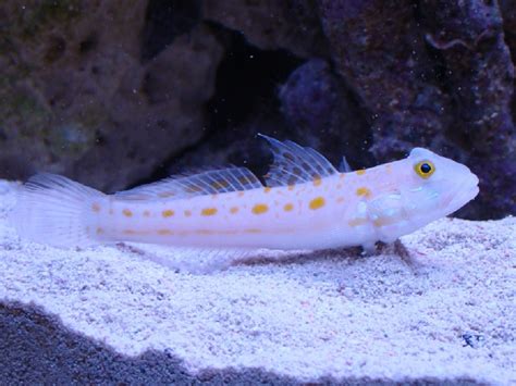 Diamond Goby – Exotic Sea Life