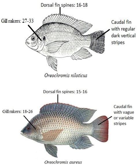 Figure 3 from First record of the Nile tilapia Oreochromis niloticus (Linnaeus, 1758), from the ...