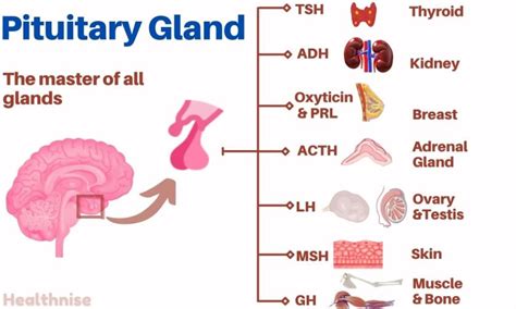 Pituitary Gland - Its Hormones, functions, and disorders