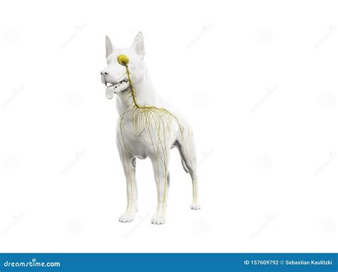 The canine nervous system stock illustration. Illustration of background - 157609792