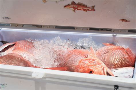 what is Madai Fish ( Japanese red snapper ) and ( Sea Bream ) ?