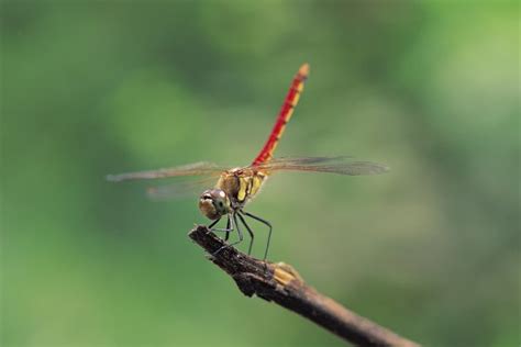 How to Identify Flying Insects | Animals - mom.me