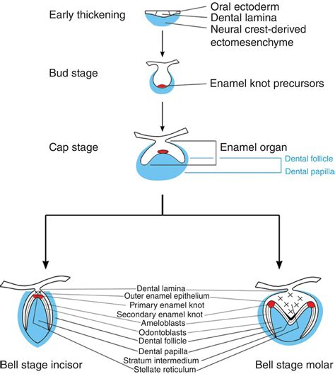 3: Tooth development | Pocket Dentistry