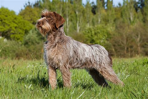 Wirehaired Pointing Griffon Breed Guide - Learn about the Wirehaired Pointing Griffon.