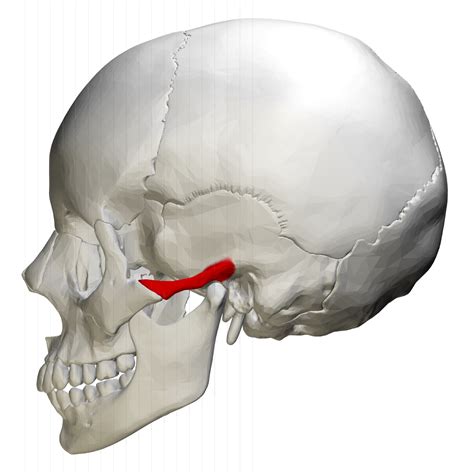 Zygomatic process of temporal bone - Wikipedia