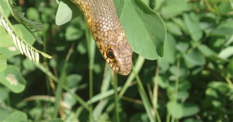 Grass Snake Diet | eHow UK