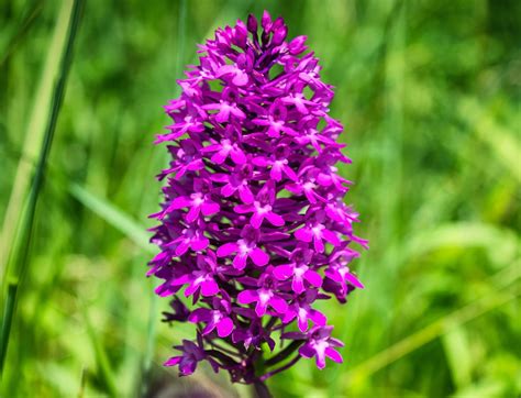 Orhidee Floare Sălbatice · Fotografie gratuită pe Pixabay