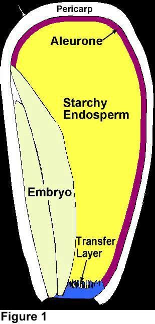 Aleurone layer | Biology plants, Pie chart, Layers