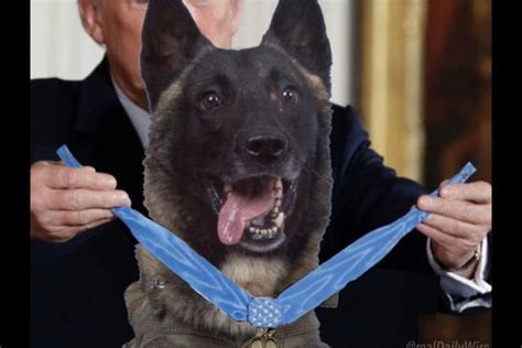 Sound Off: Does a Dog Deserve the Medal of Honor? | Military.com