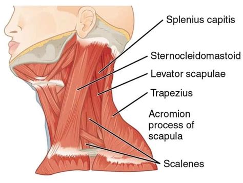 Do THIS Instead of a Levator Scapulae Stretch for Neck Pain - Precision Movement