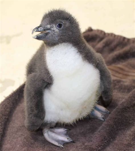 Pin by Joy Mayes on Adorable Baby Animals | Zooborns, Penguins ...