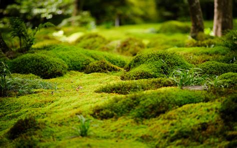 fondo de pantalla de musgo,naturaleza,paisaje natural,verde,planta ...