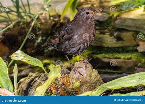 Female Common Blackbird stock photo. Image of lawn, brown - 186617672