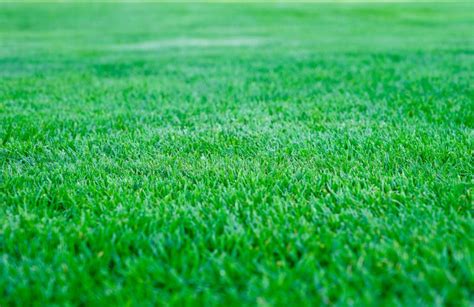 Green Grass Field Background, Texture, Pattern Stock Image - Image of ...