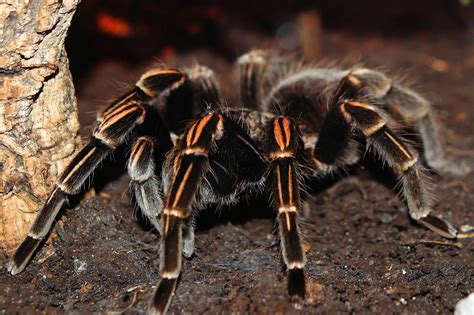 Wolf Spider vs Tarantula (Similarities & Differences) – Fauna Facts