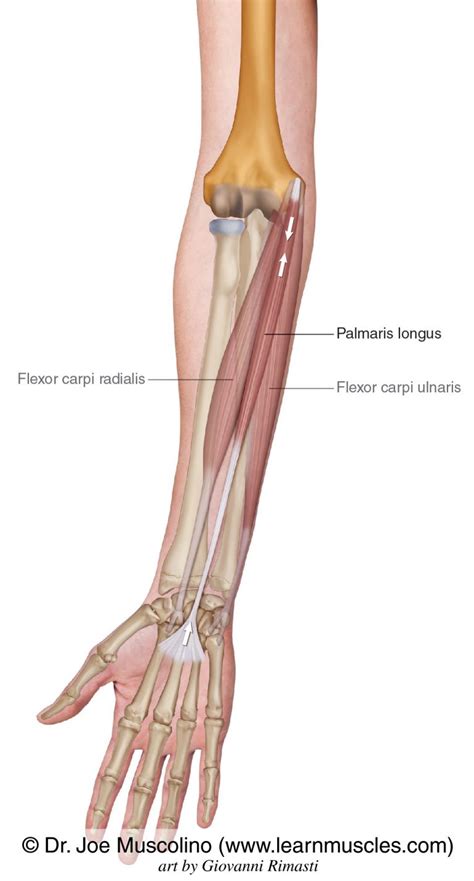 Palmaris Longus - Learn Muscles