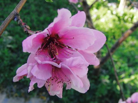 Prunus persica (L.) Batsch | Colombian Plants made accessible