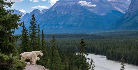 Canada ranks as one of the top destinations for wildlife enthusiasts | News