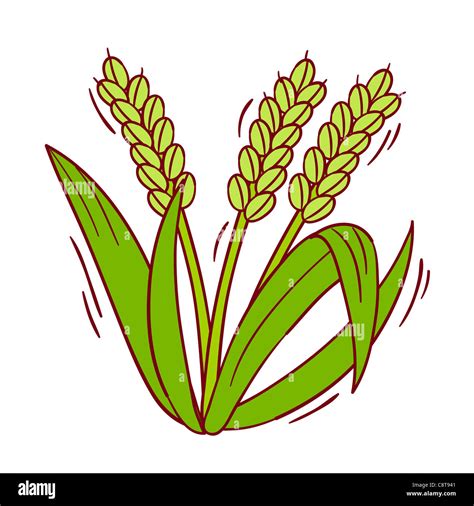 Illustration of rice plant Stock Photo - Alamy