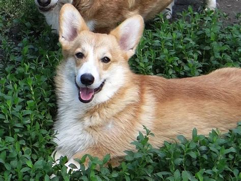 Welsh Corgi Puppies For Sale | Euro Puppy | Welsh corgi puppies, Corgi puppies for sale, Corgi