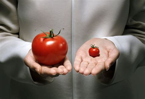 GMOs and Evolution - Genetically Modified Organisms