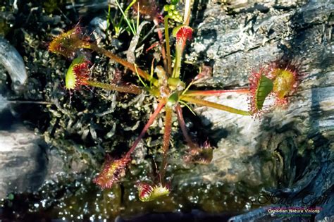 Canadian Nature Visions | Sundew