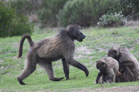 Baboon Family Picnic Photograph by Michelle Heard - Fine Art America