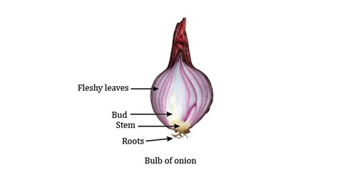 What type of asexual reproduction is found in onions?