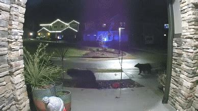 Une famille d'ours se promène dans un quartier illuminé de lumières de Noël - Nouvelles Du Monde
