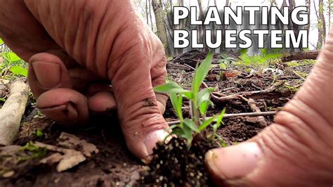 Prairie Restoration 2020 ― Planting Little Bluestem Again - YouTube