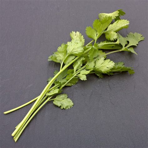 Coriander | Definition, History, Uses, Seeds, Leaves, & Facts | Britannica