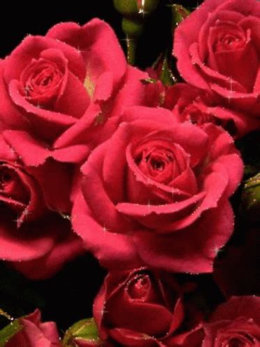 Red Rose571 Red Rose75 GIF - Red Rose571 Red Rose75 Rose75 - Discover ...