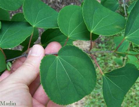 Katsura tree - Cercidiphyllum japonicum - North American Insects & Spiders