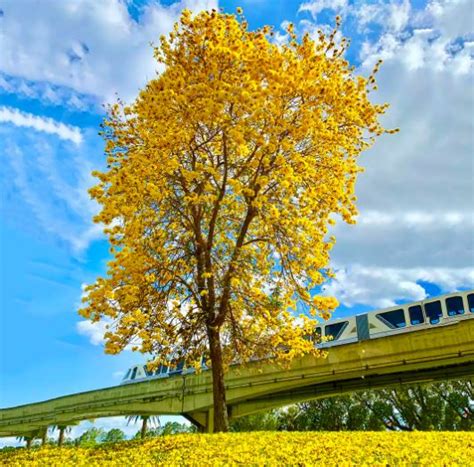 Tabebuia argentea ( Tree of gold / Silver trumpet tree ) - Tube Stock - Tree & Arbor Supplies